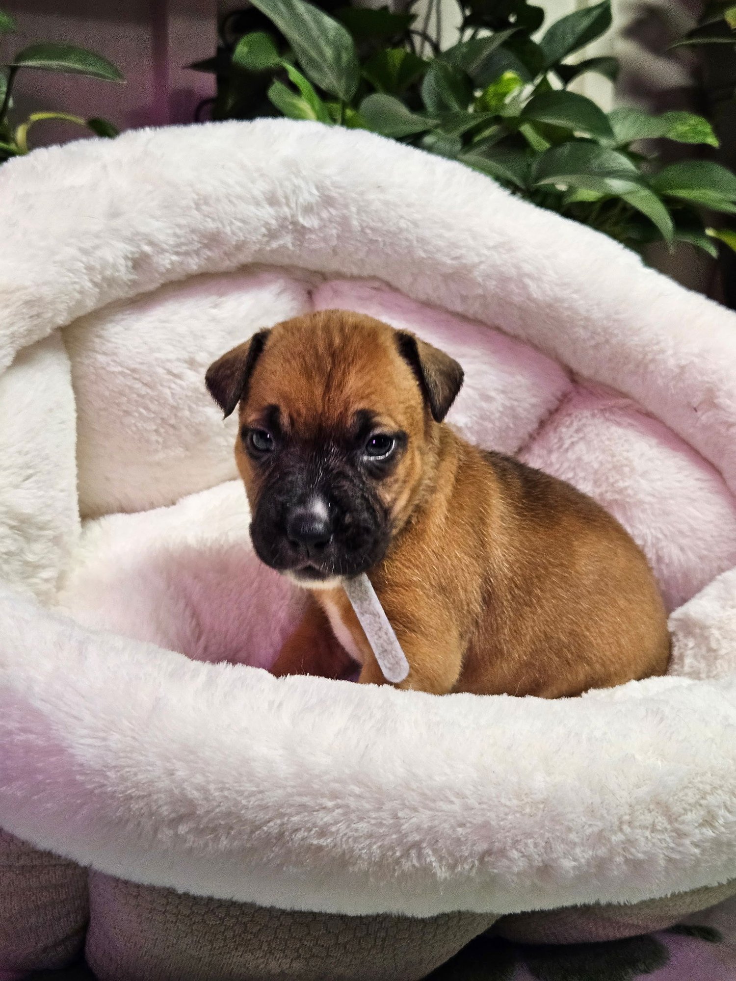 SUGAR - Shepherd / Terrier available for adoption