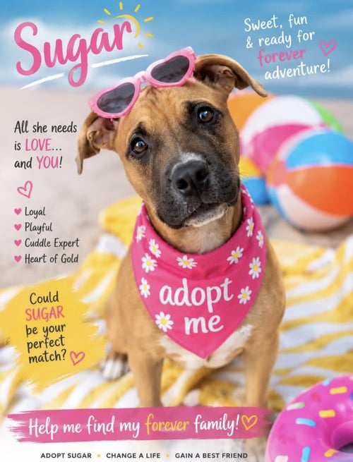 SUGAR - Shepherd / Terrier available for adoption