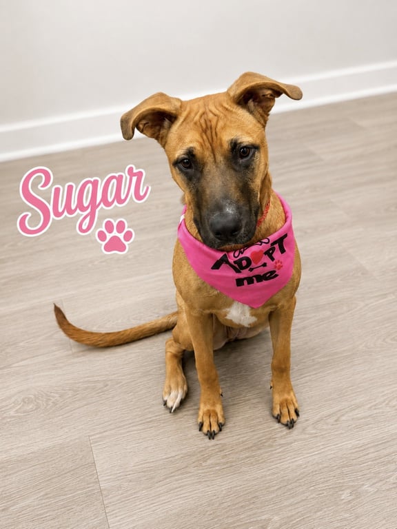 Sugar Image