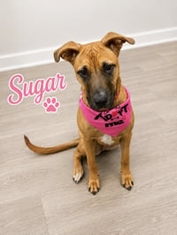 Sugar - Photo 1