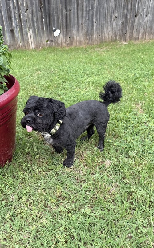 MAX - Shih Tzu available for adoption