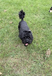 Max - Photo 3