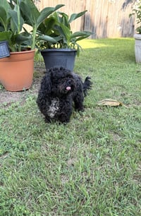 Max - Photo 4