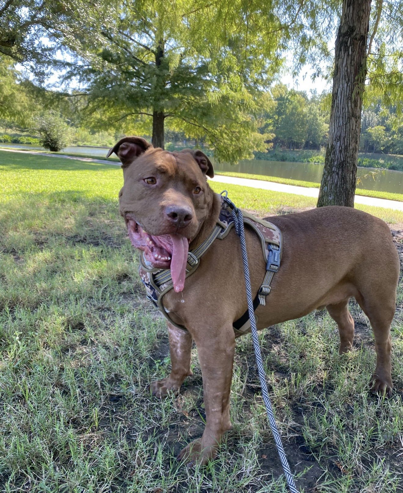 TANK - Mastiff / Terrier available for adoption