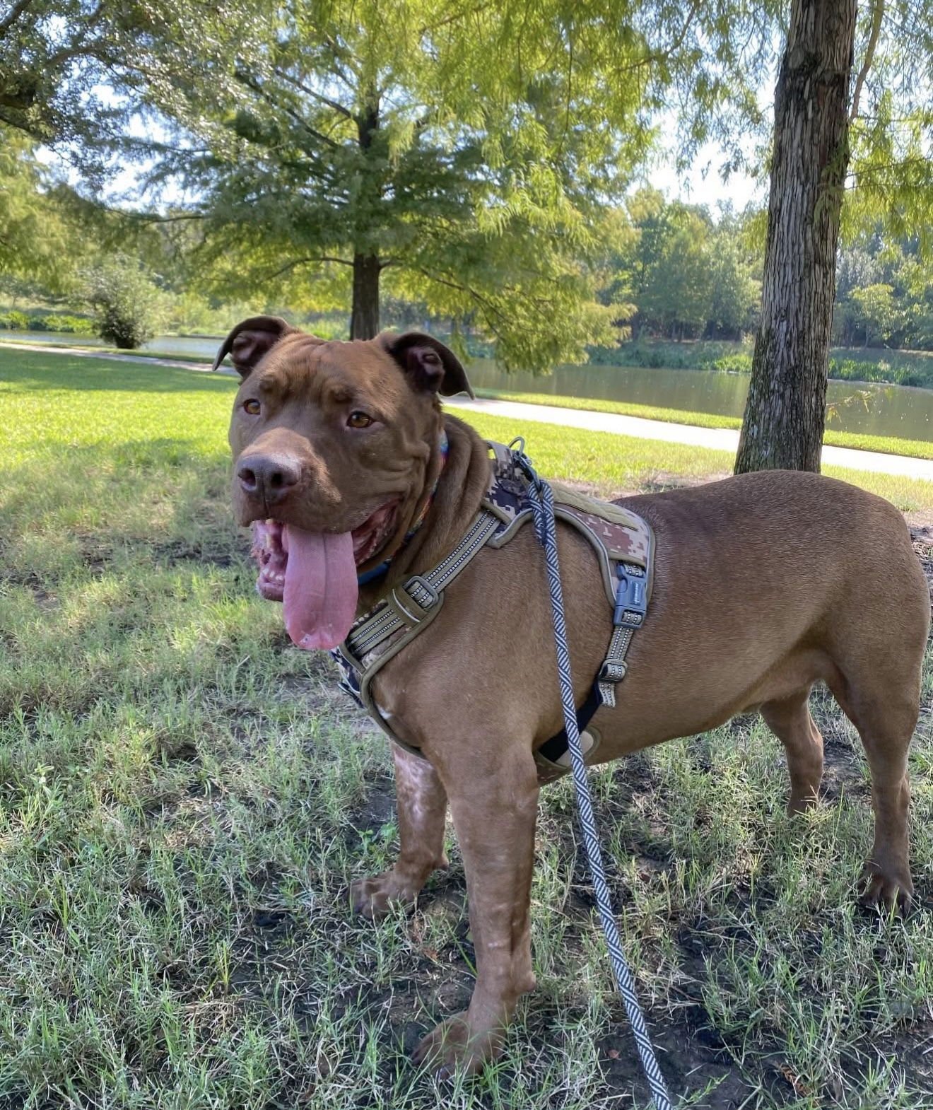 TANK - Mastiff / Terrier available for adoption