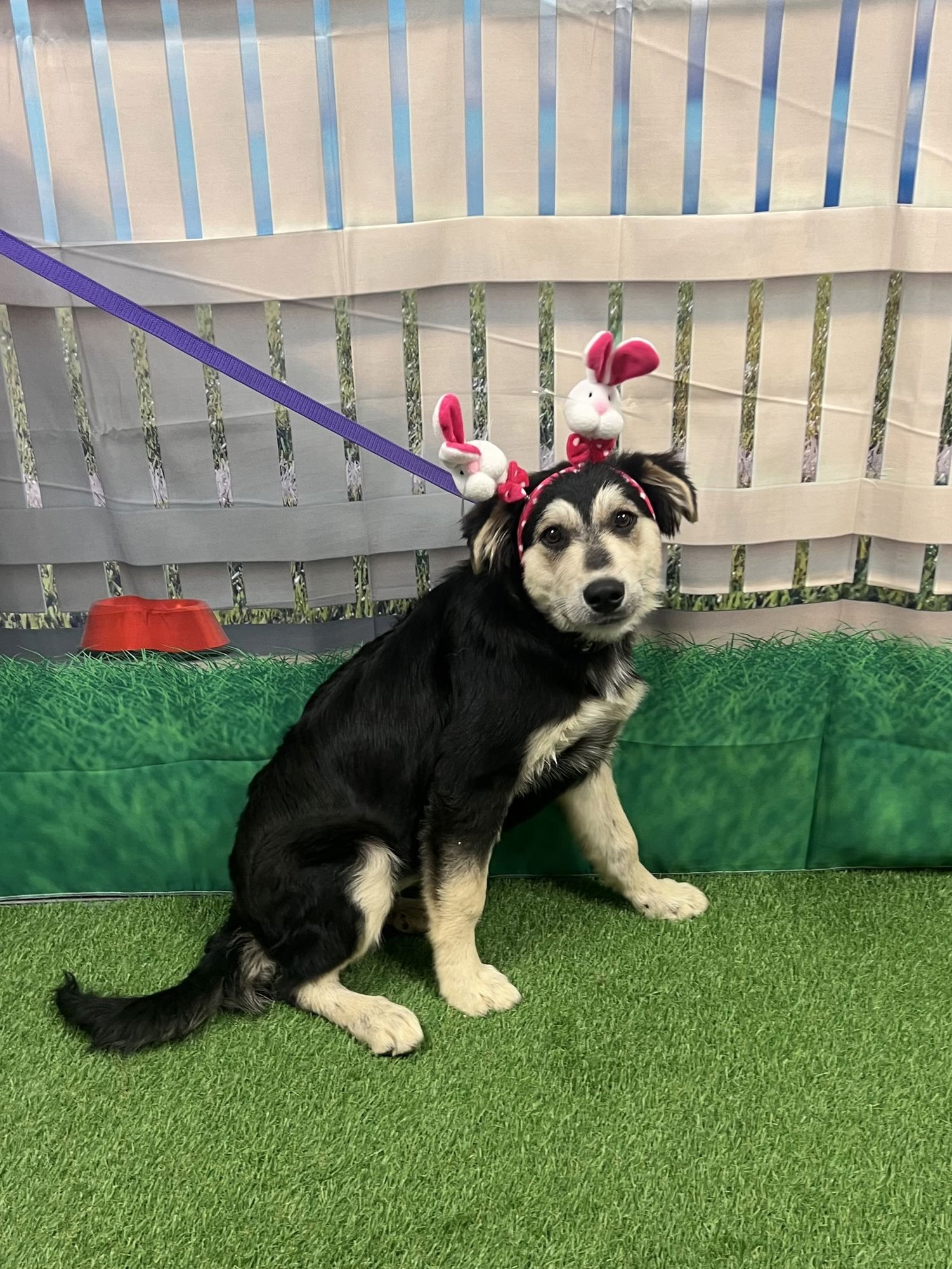 BLOSSOM - Great Pyrenees / Shepherd available for adoption