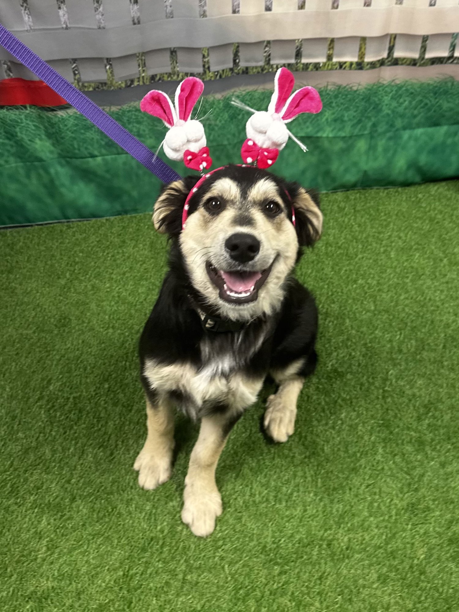 BLOSSOM - Great Pyrenees / Shepherd available for adoption