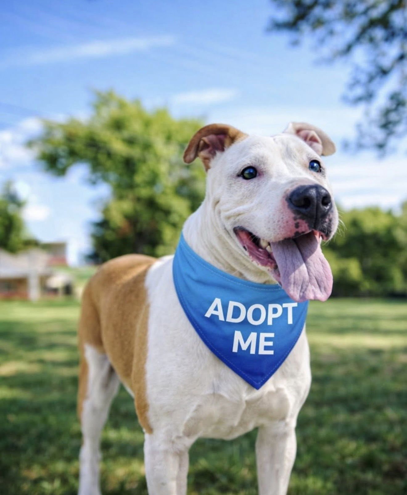 PRAIRIE - Terrier available for adoption