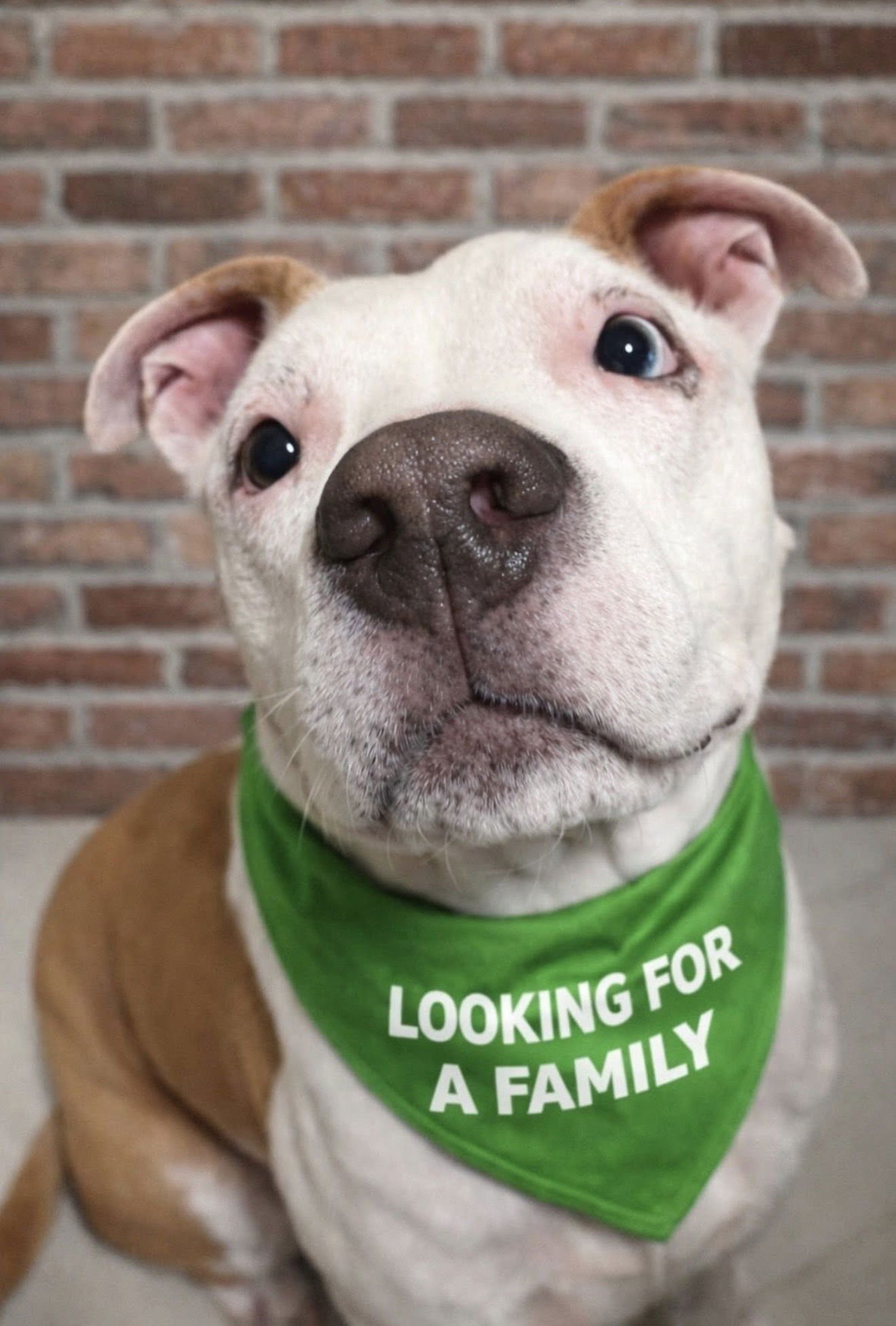 PRAIRIE - Terrier available for adoption