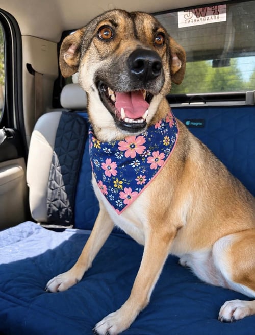 ROSIE - Shepherd available for adoption