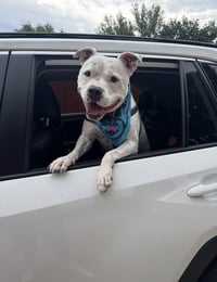 Manny (Roscoe) - Photo 3