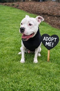 Manny (Roscoe) - Photo 4