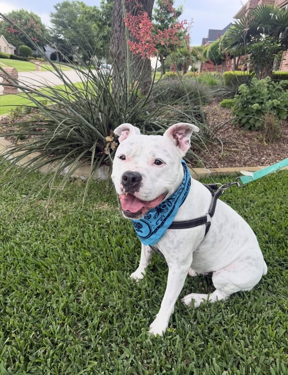 Manny (Roscoe) Image