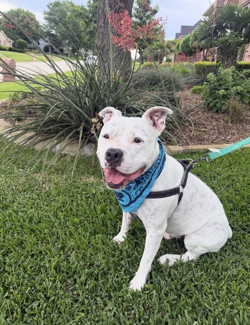 MANNY (ROSCOE) - American Bulldog / Staffordshire Bull Terrier available for adoption