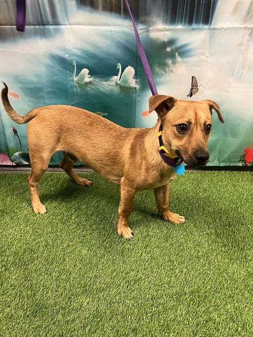 RUSTY - Chihuahua / Dachshund available for adoption