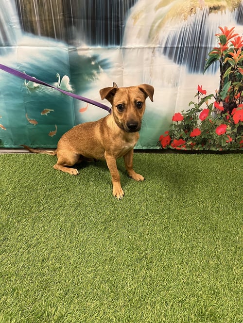RUSTY - Chihuahua / Dachshund available for adoption