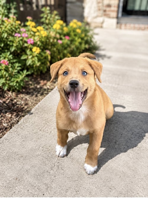 CARAMEL - Cattle Dog / Shepherd available for adoption