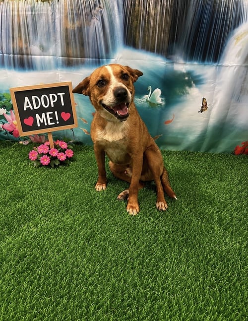 PAX - Cattle Dog / Cattle Dog available for adoption