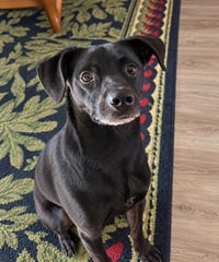 Cooper - Photo 2