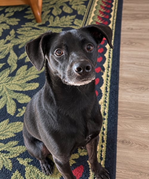 COOPER - Chihuahua / Terrier available for adoption