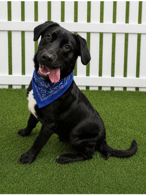 ROOKIE - Black Labrador Retriever / Flat-coated Retriever available for adoption