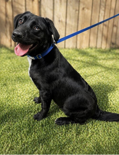 ROOKIE - Black Labrador Retriever / Flat-coated Retriever available for adoption
