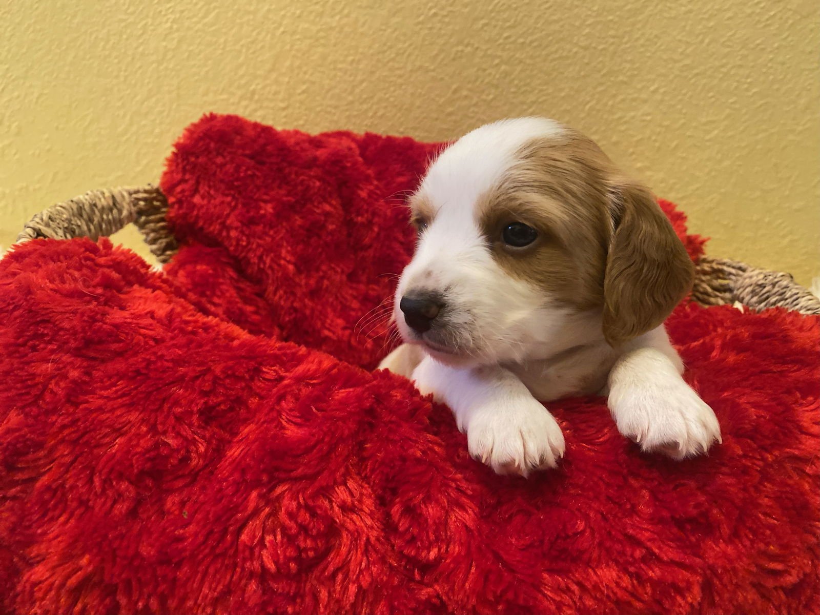 MONDAY (GIRL ) - Beagle available for adoption