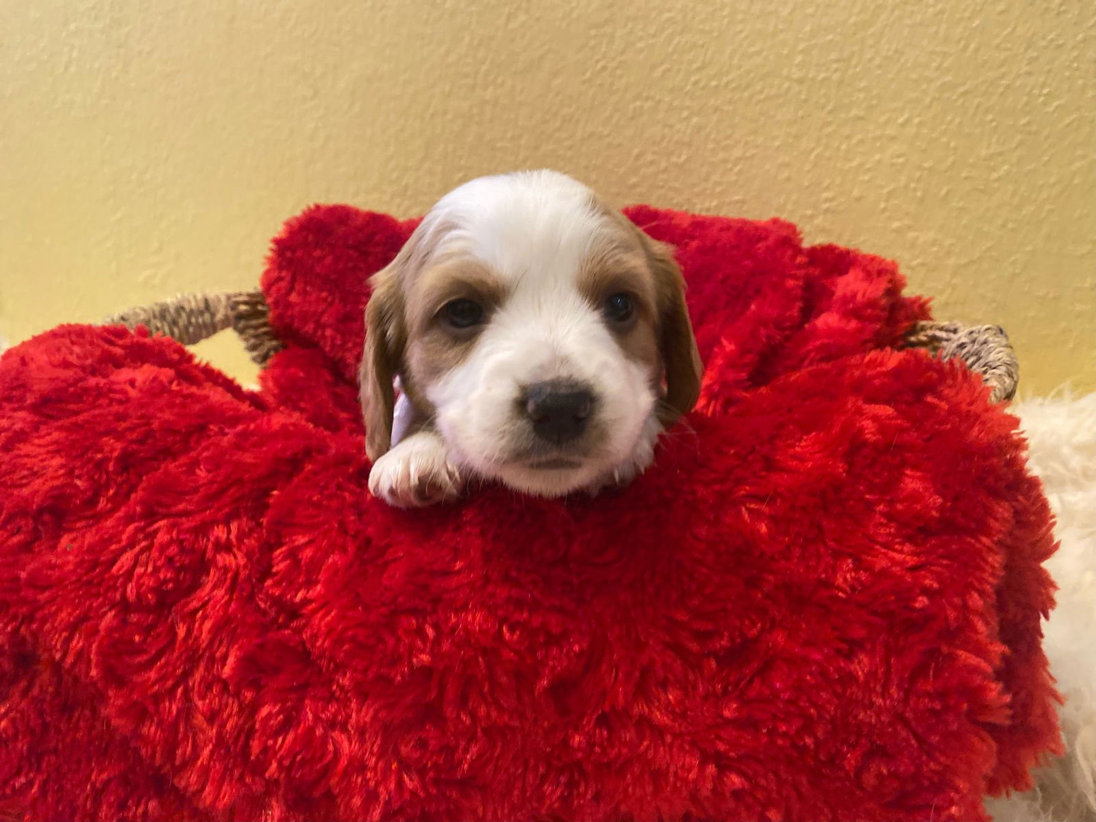 MONDAY (GIRL ) - Beagle available for adoption