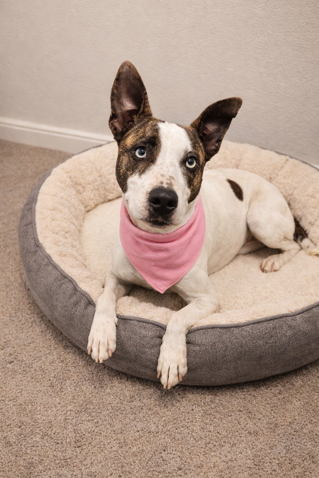 SHILO - Terrier / Cattle Dog available for adoption