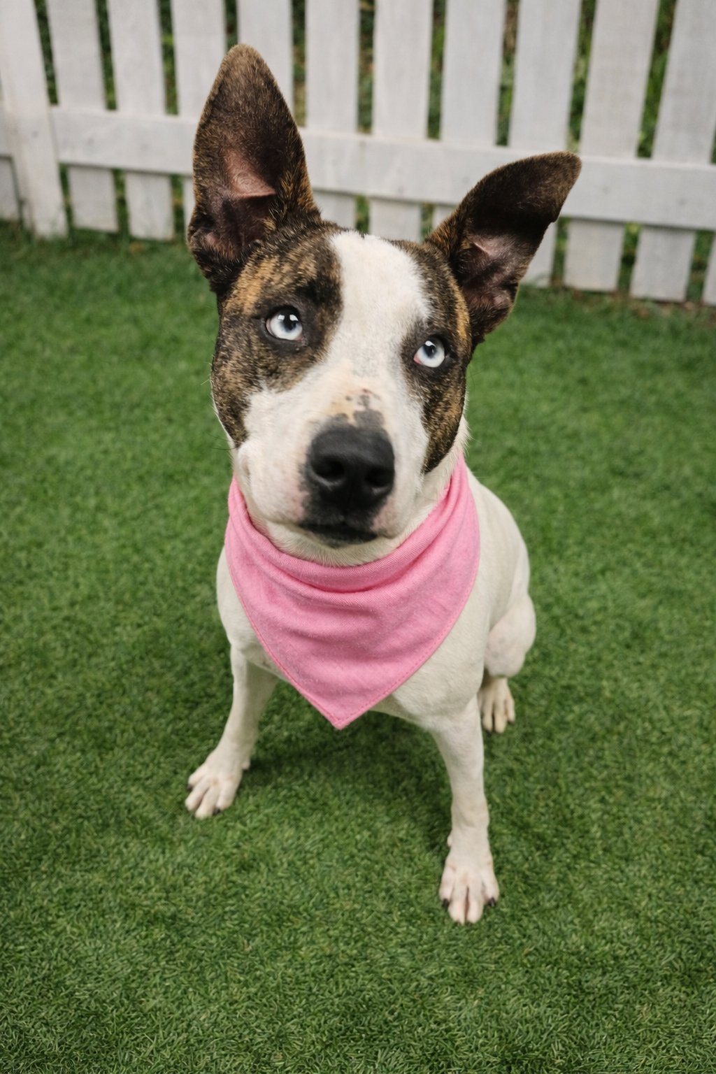 SHILO - Terrier / Cattle Dog available for adoption