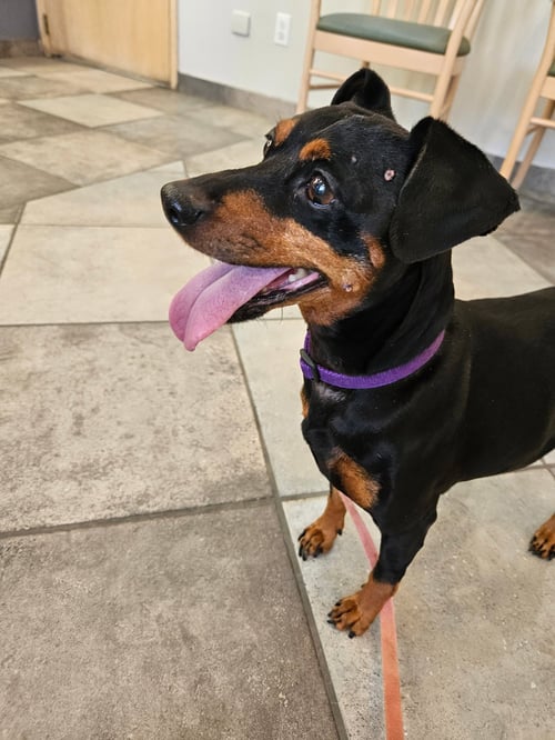 JAX - Miniature Pinscher / Dachshund available for adoption