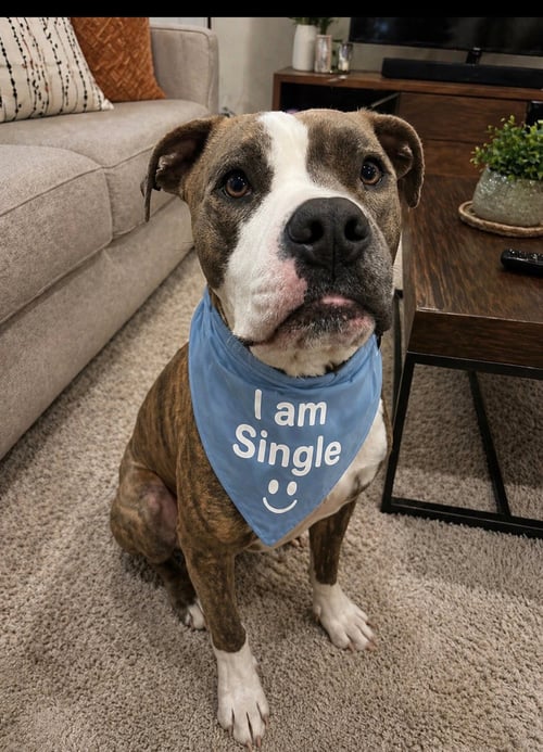 ROCKET - Boxer available for adoption