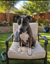 Rocket - Photo 3