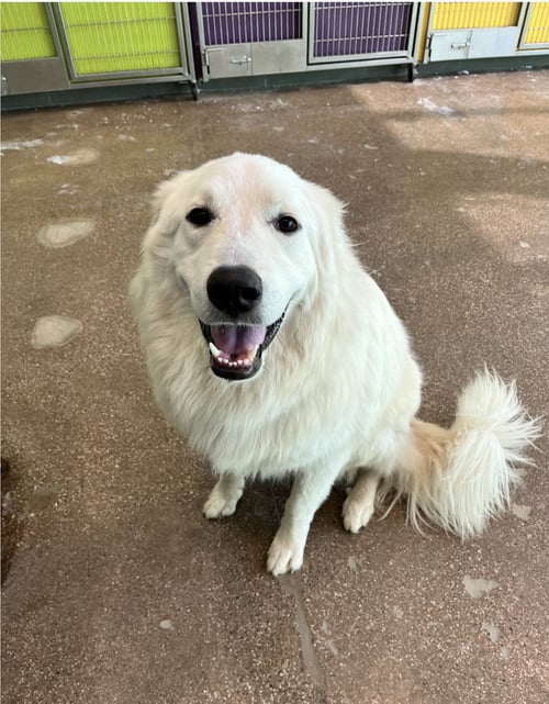 KENNY - Great Pyrenees available for adoption