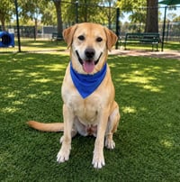 Lucky - Photo 2