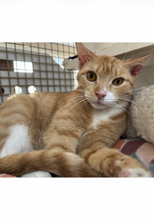 AMBER - COURTESY POST - Domestic Short Hair available for adoption