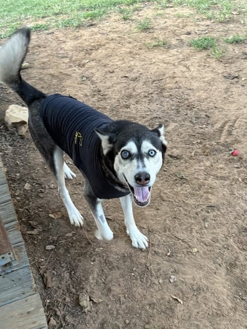 RIVER - Husky available for adoption