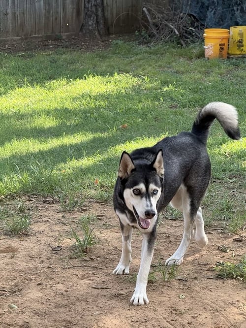 RIVER - Husky available for adoption