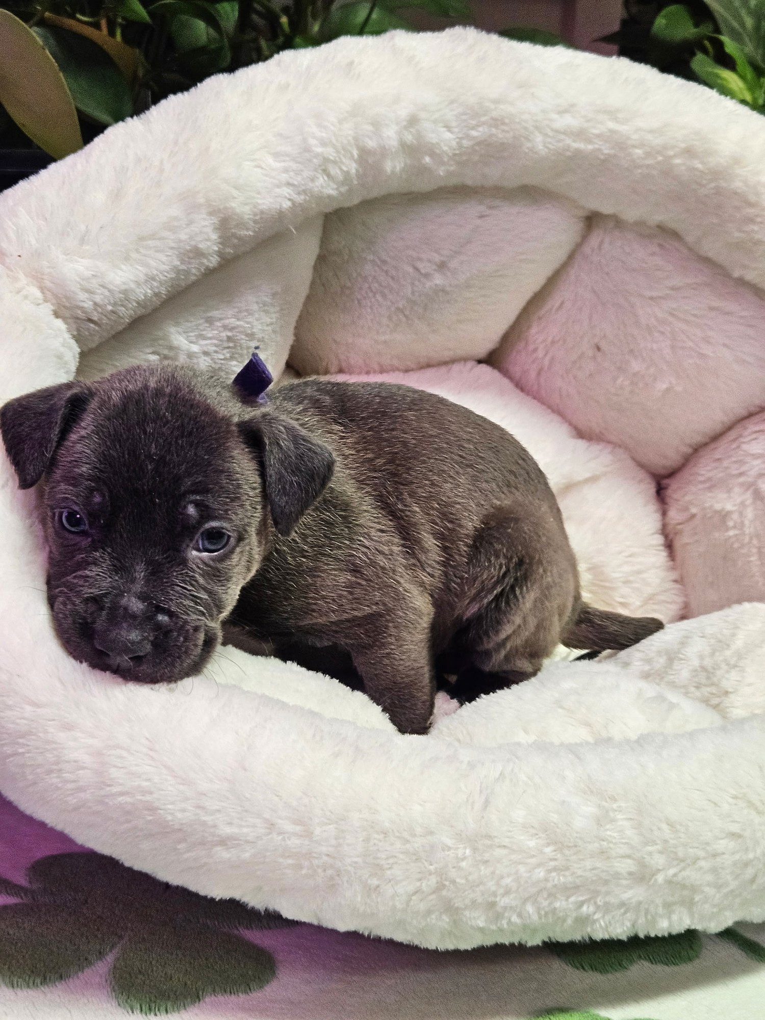 EBONY - Shepherd / Terrier available for adoption