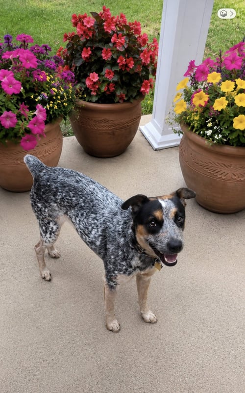 SCOUT - Australian Cattle Dog/Blue Heeler available for adoption