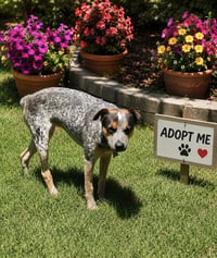 Scout - Photo 3