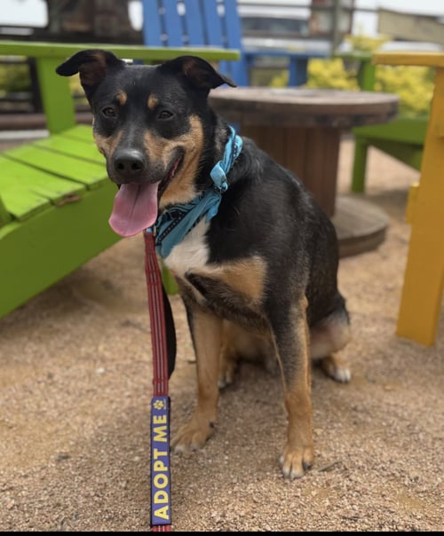 KAISER - Cattle Dog / Shepherd available for adoption