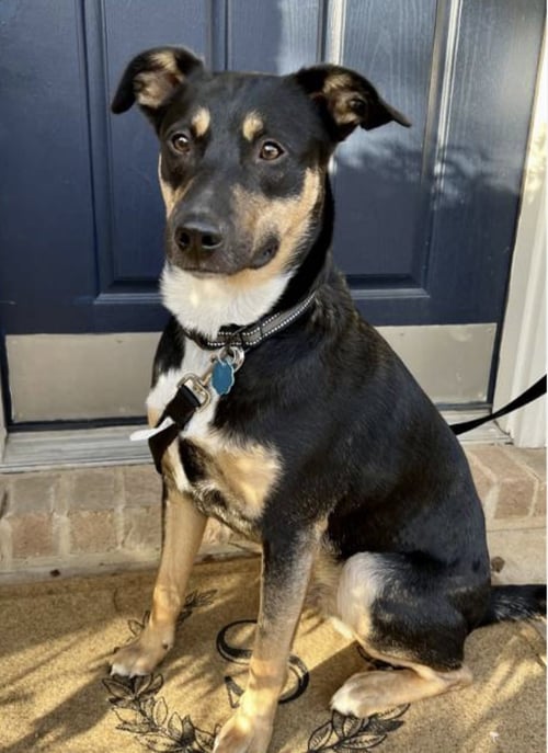 KAISER - Cattle Dog / Shepherd available for adoption