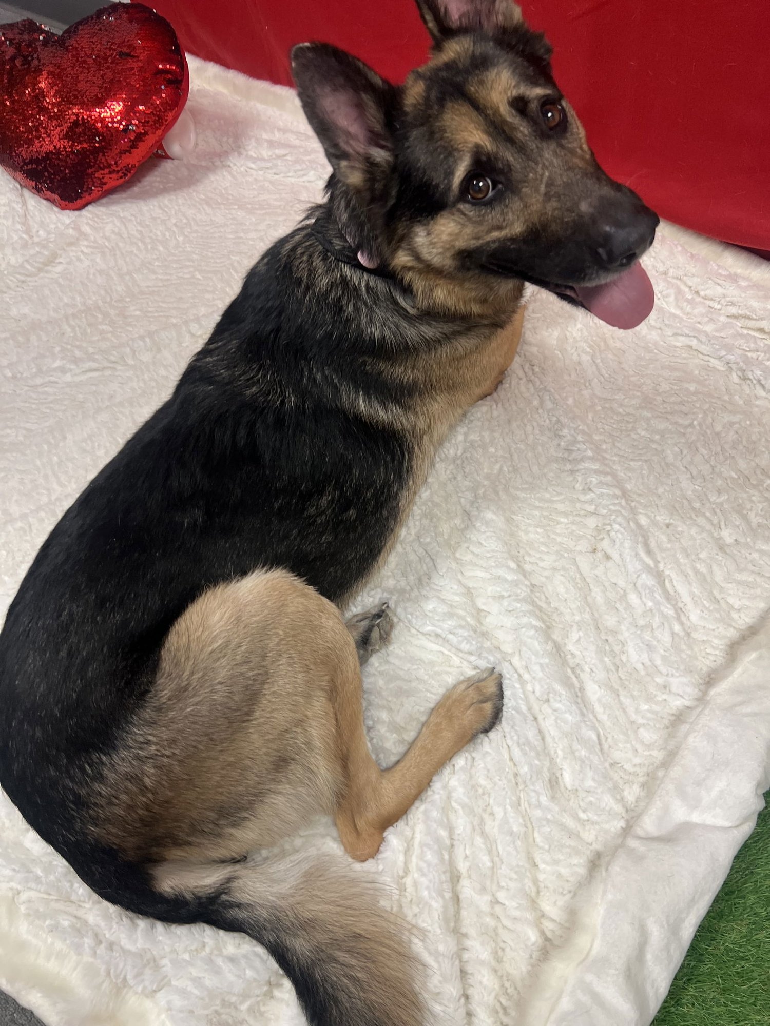 ACE - German Shepherd Dog available for adoption
