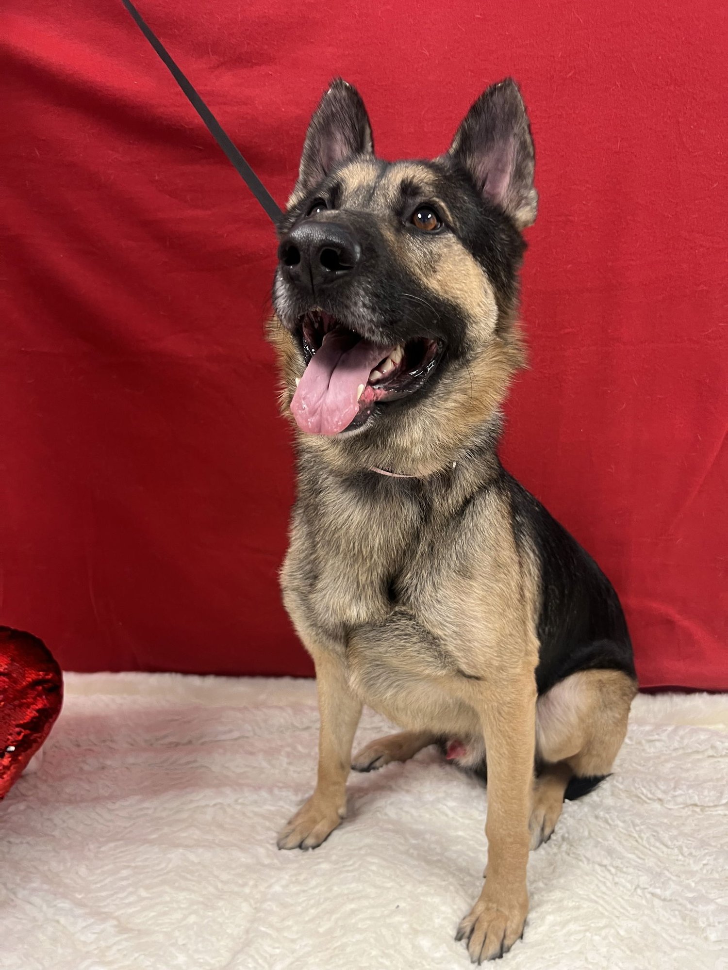 ACE - German Shepherd Dog available for adoption