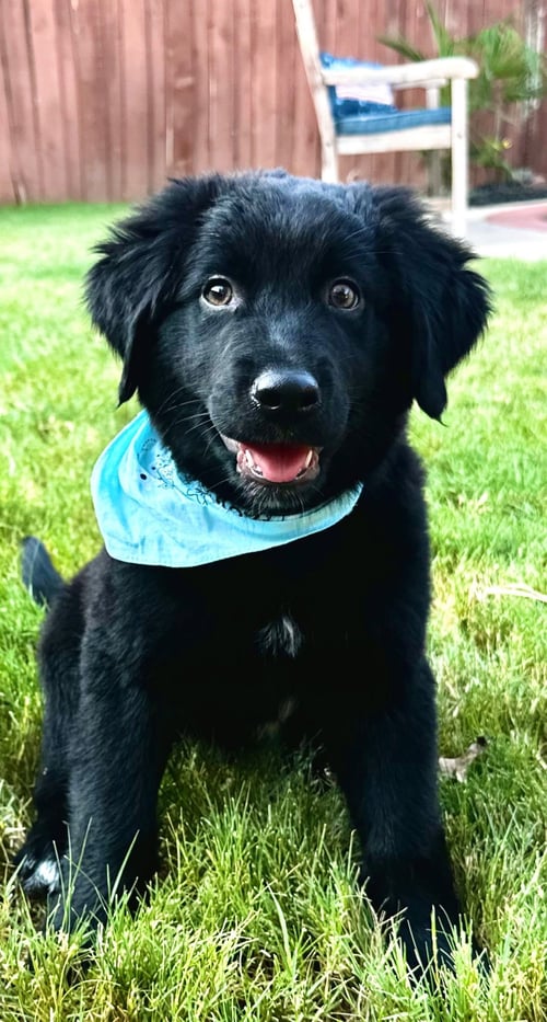 ASH - Labrador Retriever / Australian Shepherd available for adoption