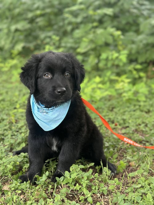 ASH - Labrador Retriever / Australian Shepherd available for adoption