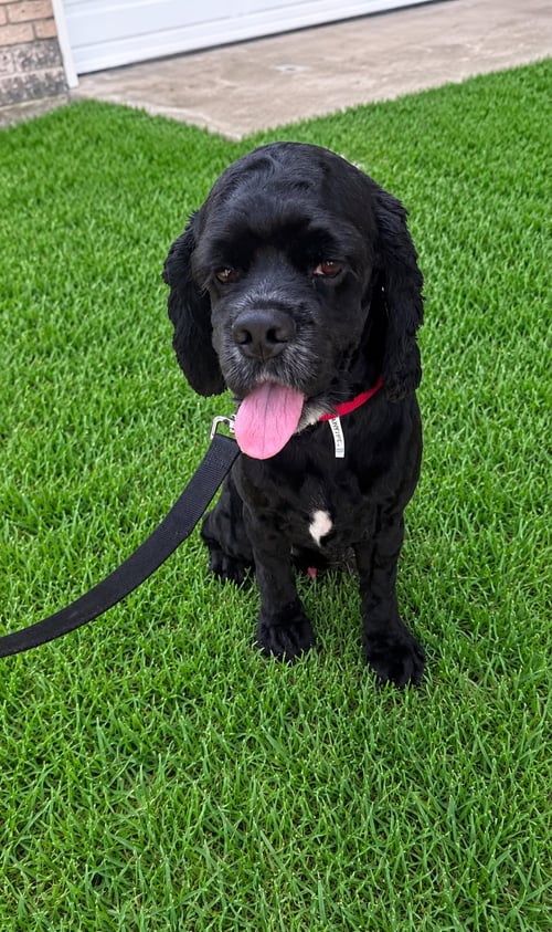 BURBERRY - Cocker Spaniel / Shih Tzu available for adoption