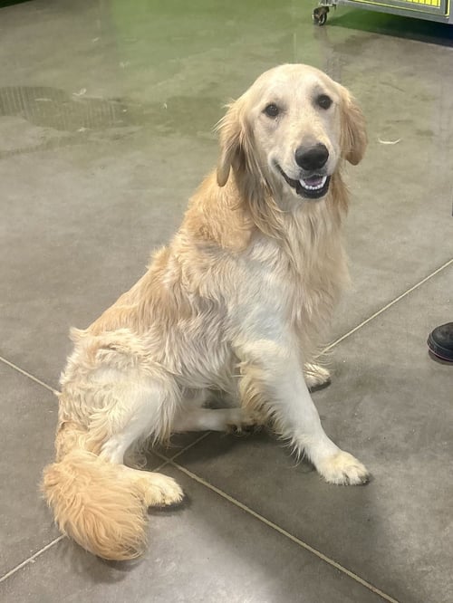 BUTTERSWORTH - Golden Retriever available for adoption