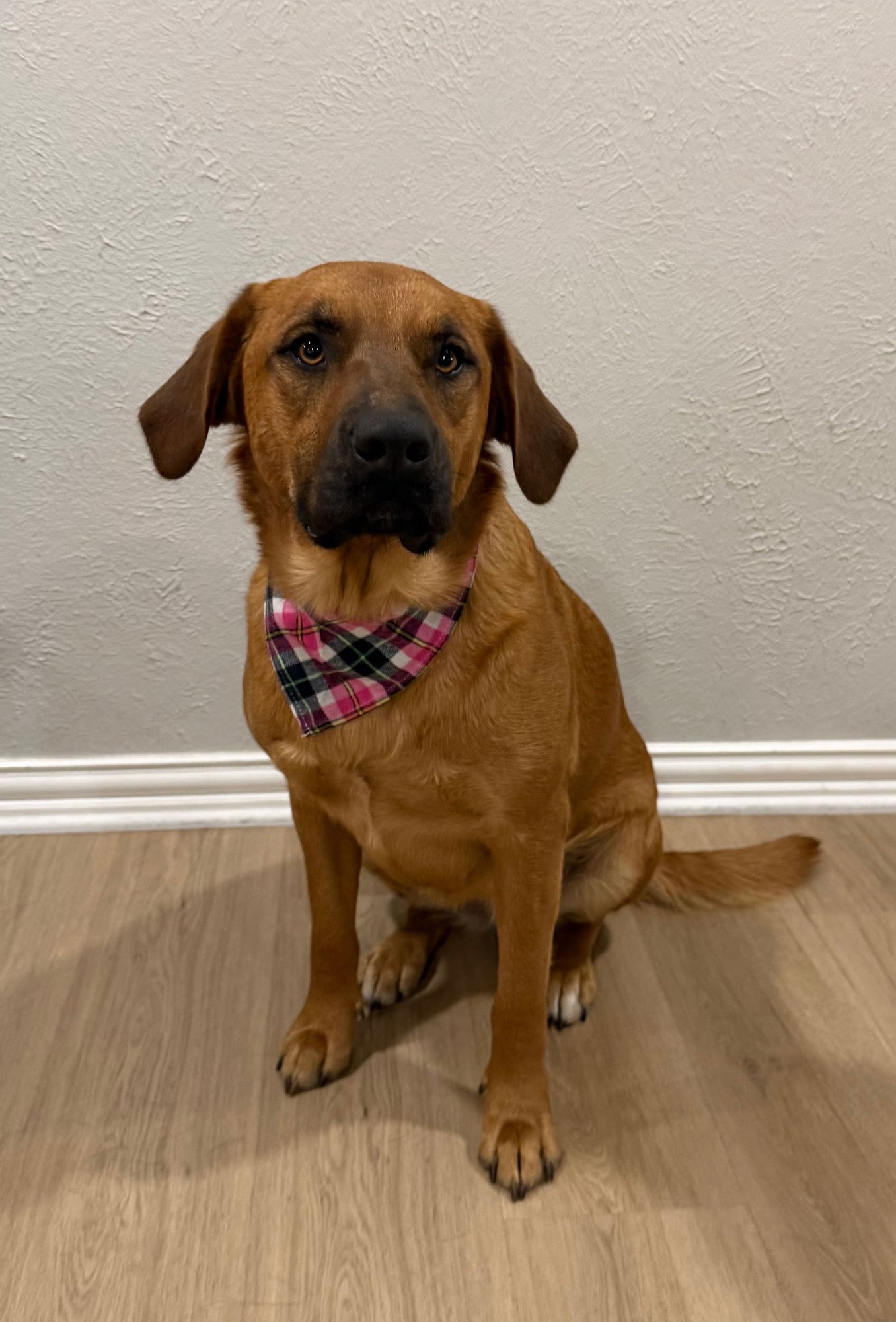 SKYE - Golden Retriever / Labrador Retriever available for adoption